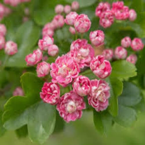 pink hawthorn flower seeds,pink