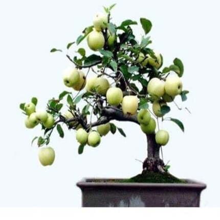Bonsai Apple Tree Green fruit seeds for organic garden planting
