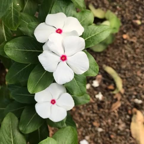 White Giant Phlox Flower Seeds