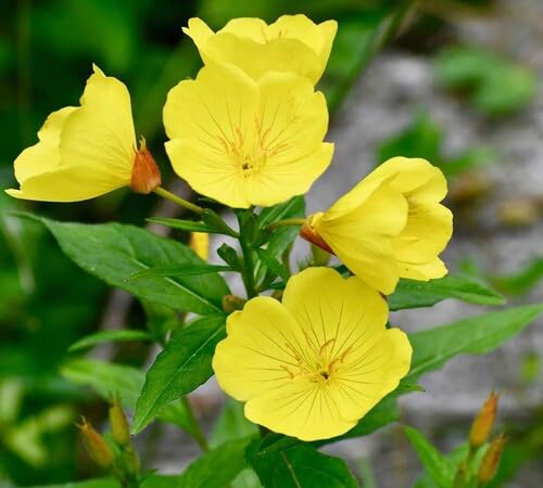 Primrose Flower Seeds
