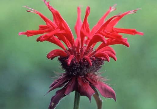 Red monarda Flower Seeds