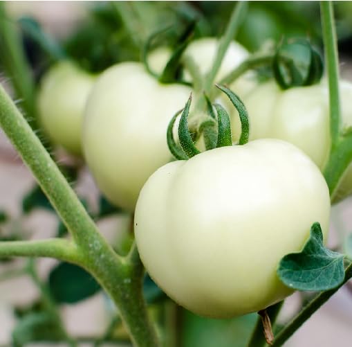 White Tomato vegetable seeds vegetable seeds for Home Gardening, Fast Growing Backyard Harvest for kitchen garden planting