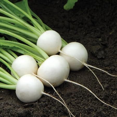 turnip vegetable seeds