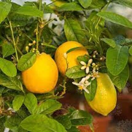 yellow etrog fruit Fruit Seeds organic garden seeds
