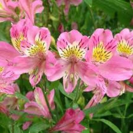 Pink Alstroemeria Flower Seeds