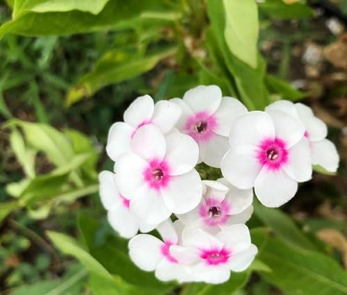 White Phlox Flower Perennial Seeds