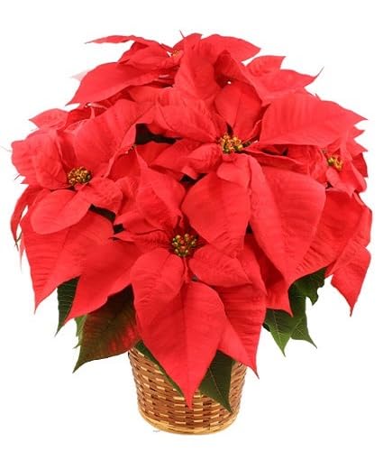 Red Poinsettia Flower Seeds