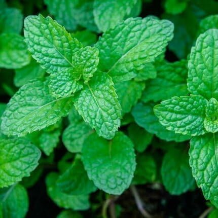 Mint Plant Seeds Green herb seeds - healthy herbs, kitchen garden garden seeds