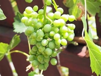 grape fruit Fruit Seeds organic garden seeds