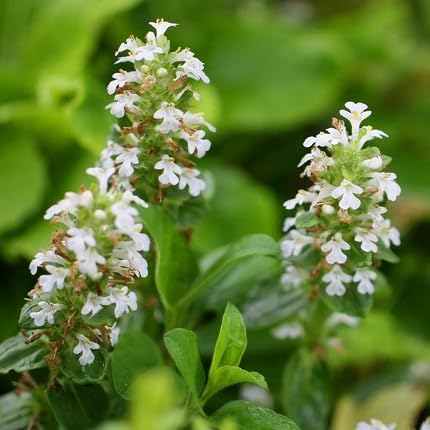 White Ajuga Flower Seeds
