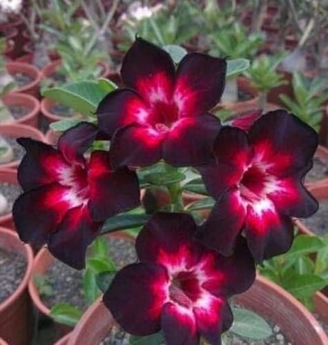 Red Black adenium Flower Seeds