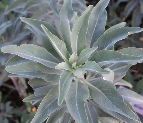 White Sage Plant Seeds herb seeds - heirloom, natural growing garden seeds