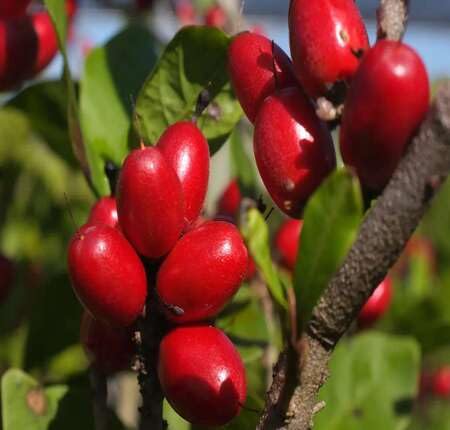 Red Dulcificum fruit seeds for organic garden planting