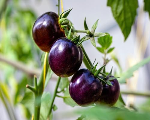 purple tomato vegetable seeds