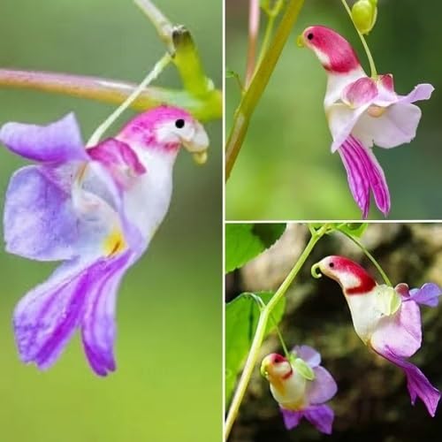 Mixed Parrot Orchid Flower Seeds