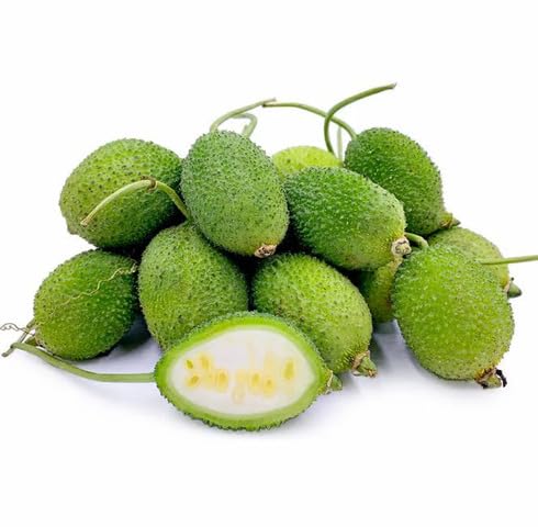 Green Spiny Gourd vegetable seeds vegetable seeds for Home Gardening, Healthy Culinary Garden for kitchen garden planting