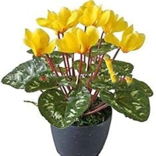 Yellow Cyclamen Flower Seeds