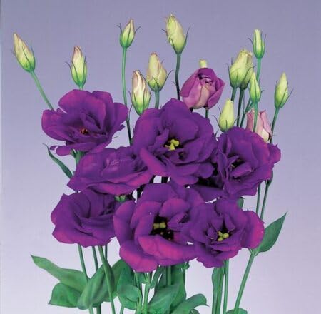 Purple Eustoma Flower Seeds