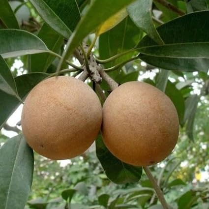 Yellow Acacia Flower Seeds