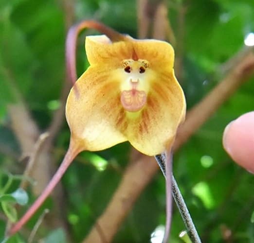 Red Monkey Face Orchid Flower Seeds