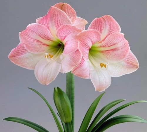 Pink White Amaryllis Flower Seeds