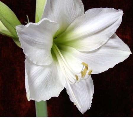 Amaryllis Flower Seeds