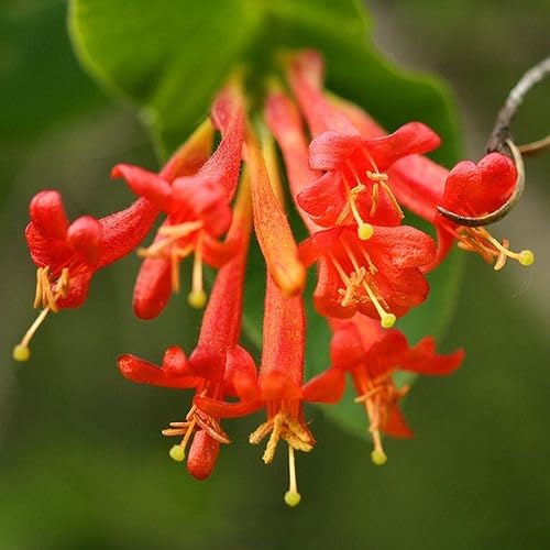 Red Ciliosa Flower Seeds