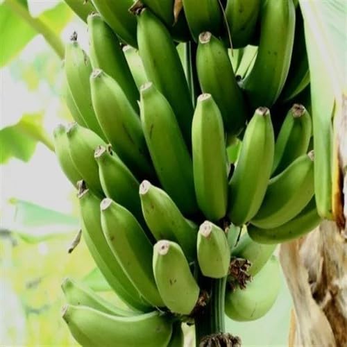 Green Banana Fruits . Fruit Seeds Natural Backyard Planting Choice for Fresh Harvest