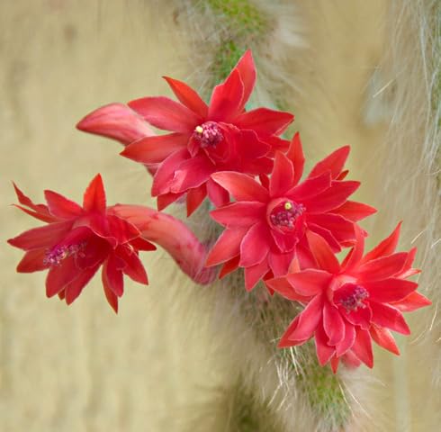 Red colademononis Flower Seeds