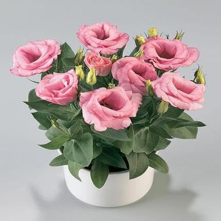 Pink Lisianthus Flower Seeds