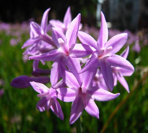 Purple Agapanthus Flower Seeds