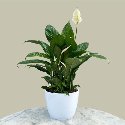 White Spathiphyllum Flower Seeds