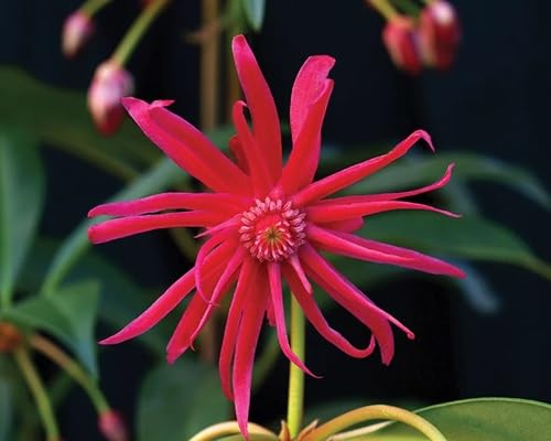 illicium flower seeds flower