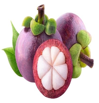 Mangosteen fruit seeds for organic garden planting