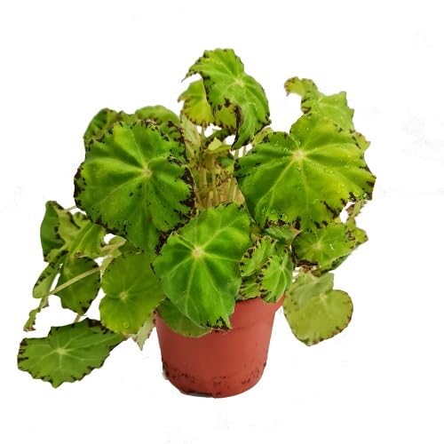 Green Goodenia Flowers Seeds