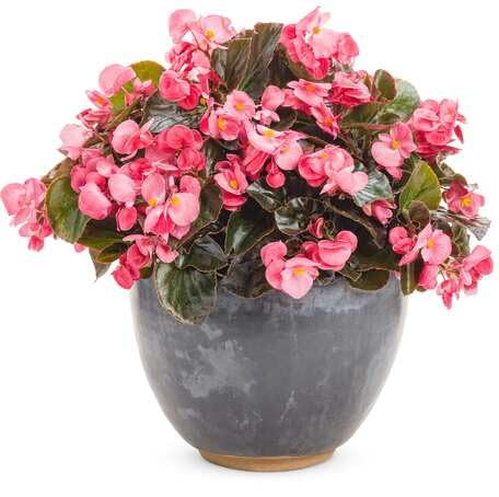 Pink Begonia Flower Seeds