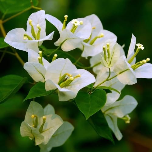 White Bougainvillea Flower Seeds