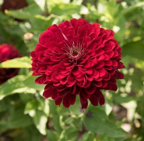 Red Calendula Flower Seeds