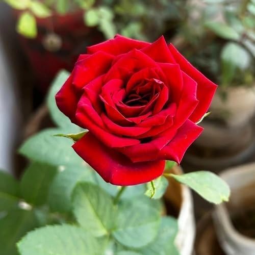 Red Mini Rose Flower Seeds