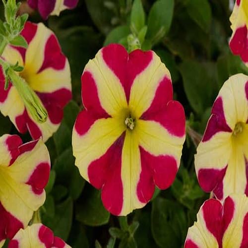 Pink Yellow Petunia Flower Seeds
