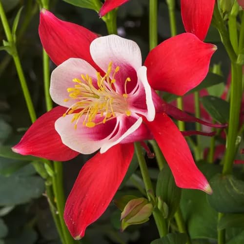 Red White Aquilegia Flower Seeds
