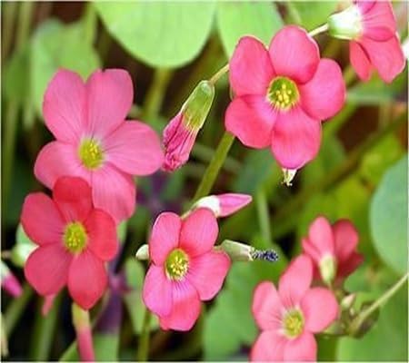 Oxalis Flower Seeds