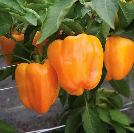 orange pepper vegetable seeds