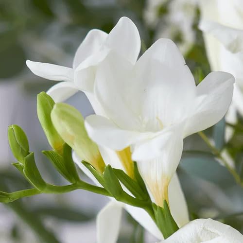 White Freesias Flower Seeds