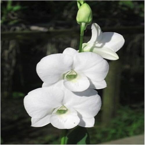 White Phalaenopsis Flower Seeds