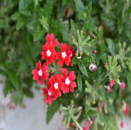 Red Verbena Flower Seeds