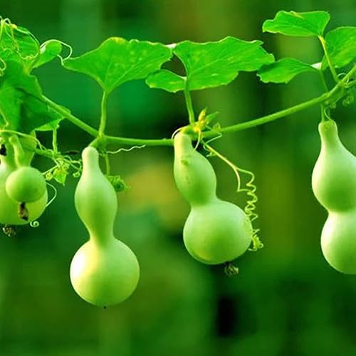 Lagenaria Siceraria vegetable seeds - Heirloom, Organic, Non Gmo Garden Seeds for kitchen garden planting