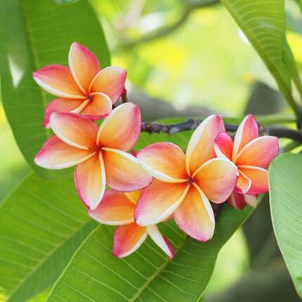 Orange Plumeria Flower Seeds