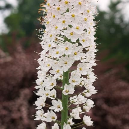 White Eremurus Flower Seeds