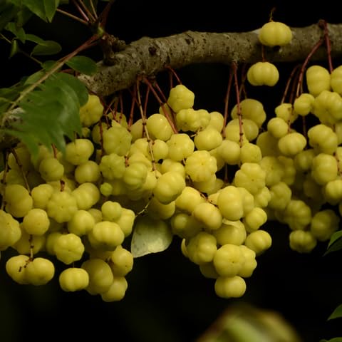 Amla Fruit Seeds organic garden seeds